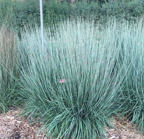 Schizachyrium, Little Bluestem Blue Heaven