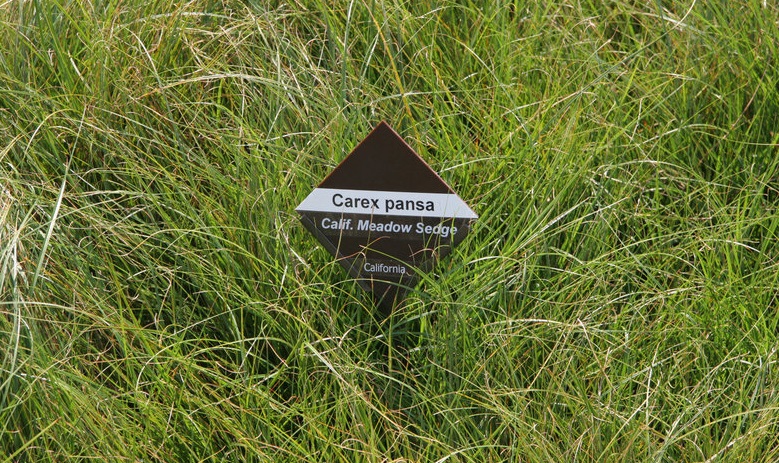 California Meadow Sedge