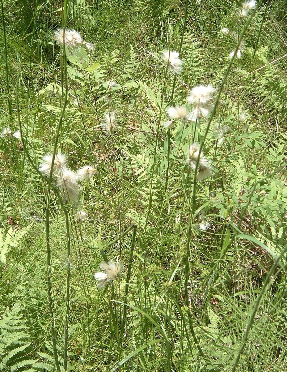 Slender Cottonsedge, Slender Cottongrass