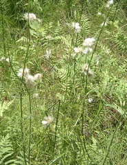 Slender Cottonsedge, Slender Cottongrass