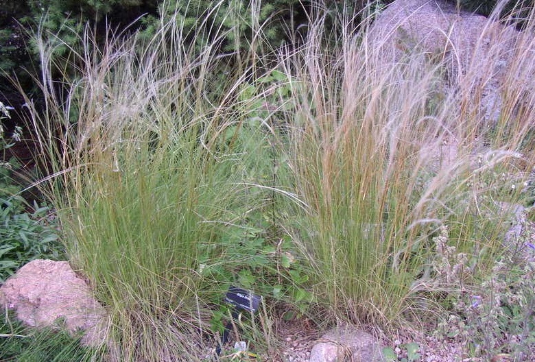 Stipa Species, Horsetail Feather Grass