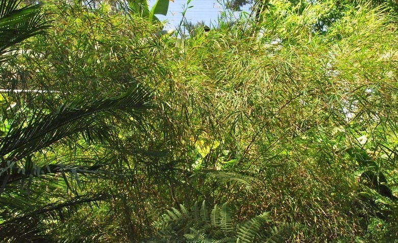 Otatea Species, Mayan Silver Bamboo