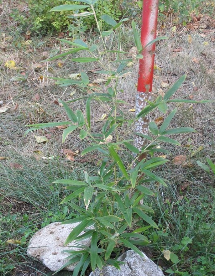 Phyllostachys Species, Running Bamboo, Timber Bamboo