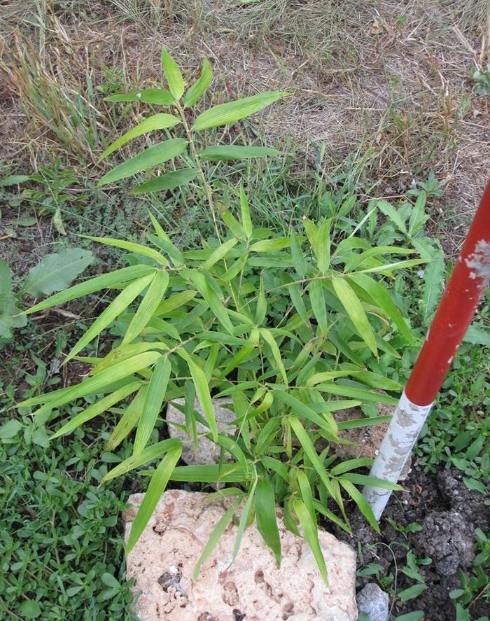 Phyllostachys, Yellow Groove Vivax, Bamboo Huangwenzhu