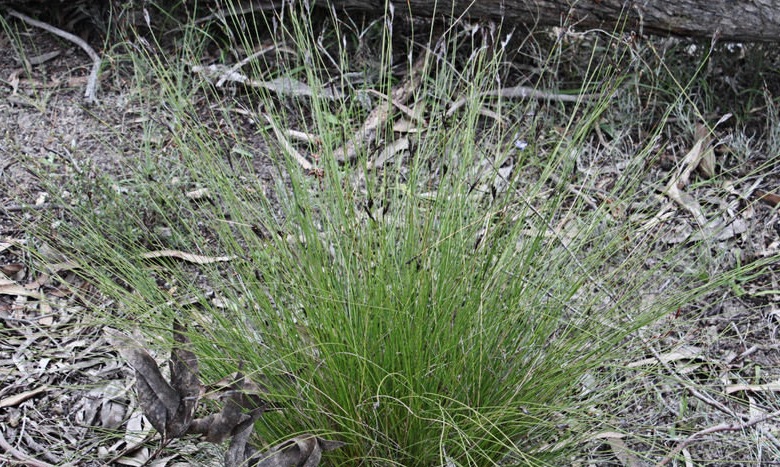 Lepidosperma Species, Black Rapier-Sedge