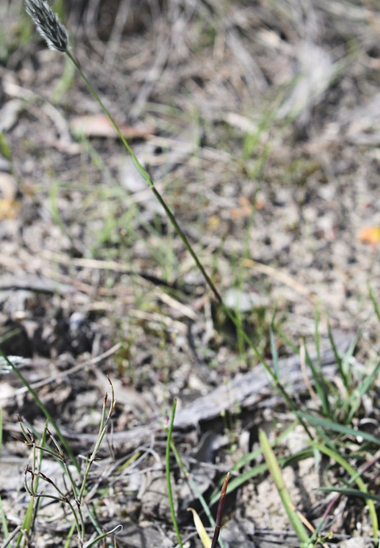 Foxtail Mulga Grass