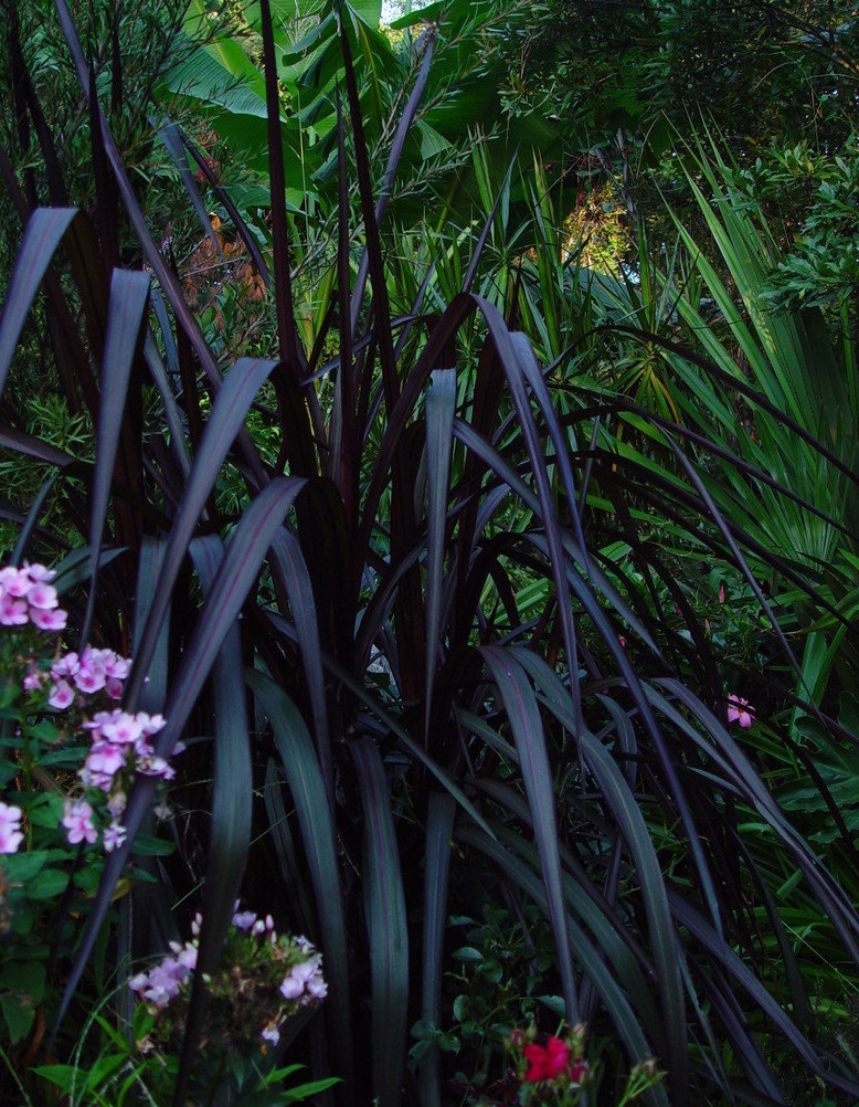 Napiergrass, Elephant Grass Princess Caroline