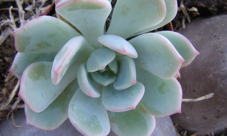 Graptoveria Moonglow