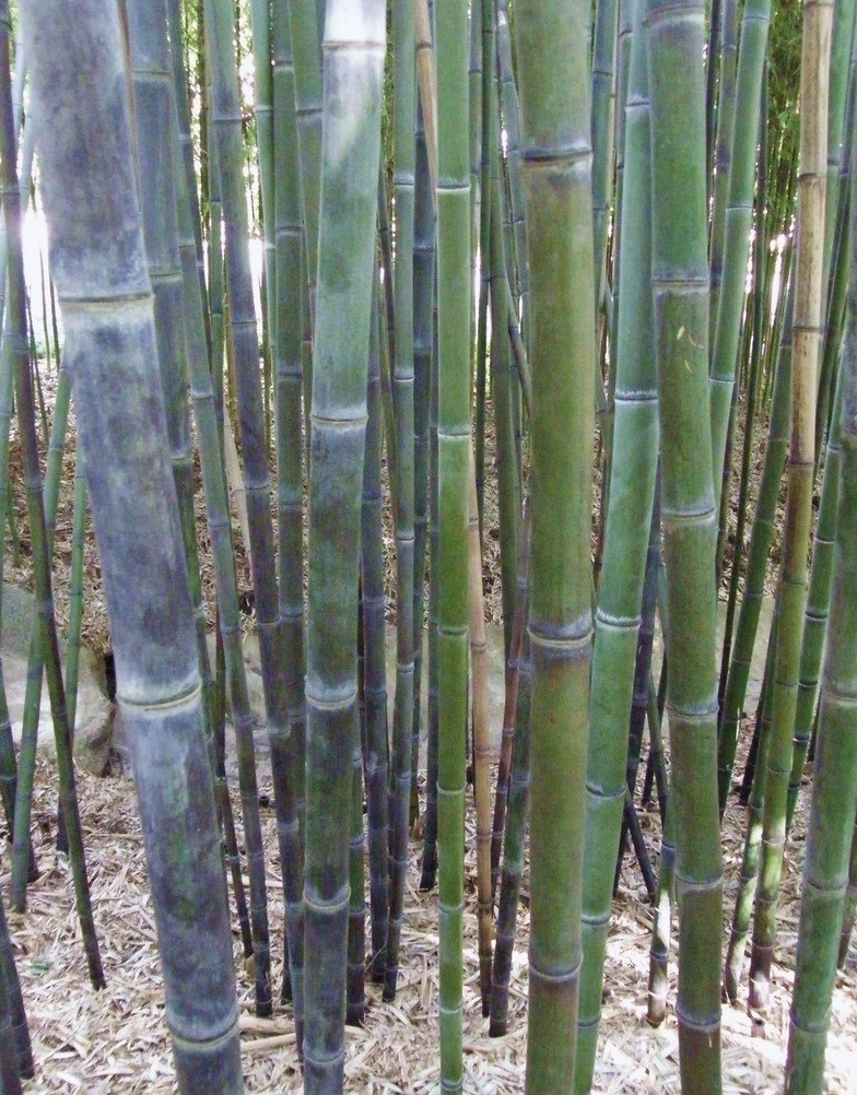 Phyllostachys, Black Bamboo Punctata