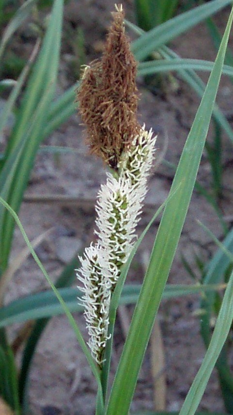 Marsh Sedge