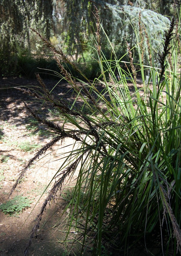 Gahnia Species, Cutting Grass