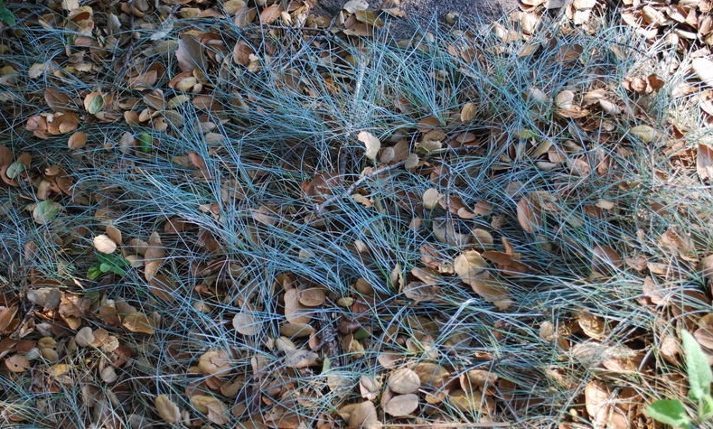 Festuca, Creeping Red Fescue Patricks Point