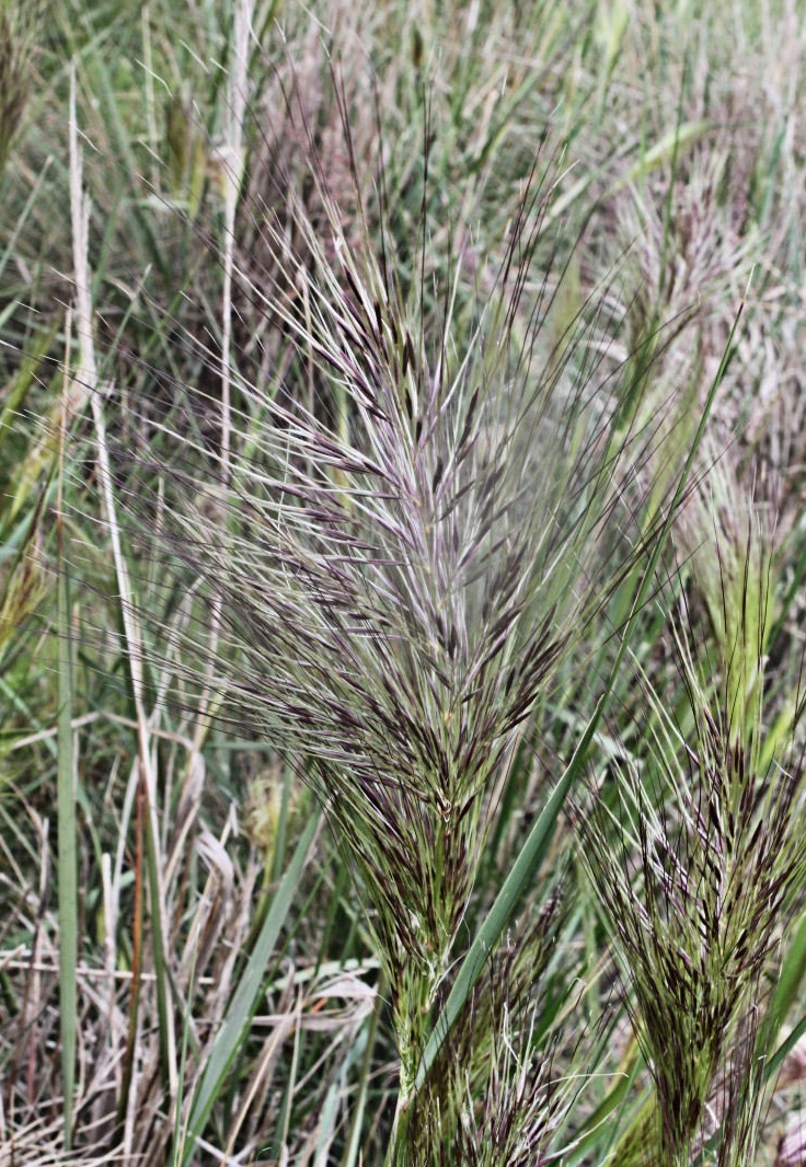 Austrostipa Species, Soft Spear-Grass