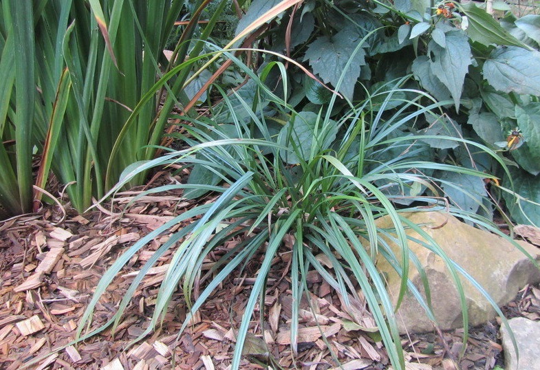 Graceful Sedge
