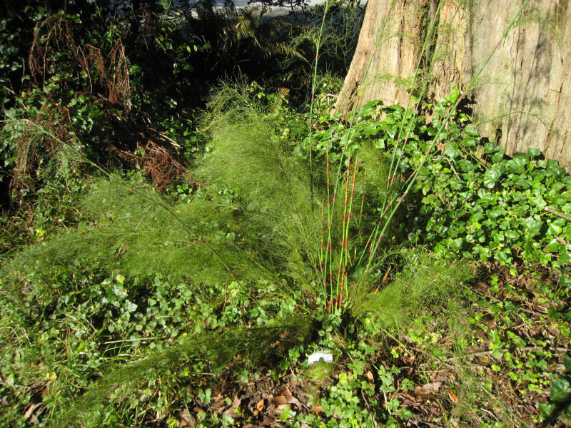 Rhodocoma
