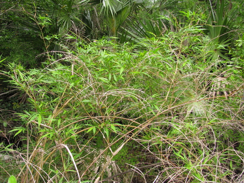 Lasiacis Species, Smallcane, Wild Bamboo