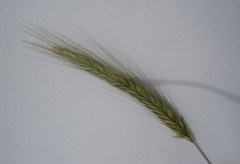 Wheat