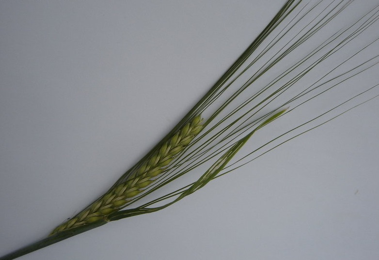 Naked Barley