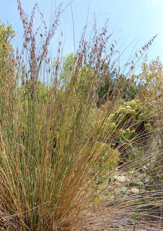 Rhodocoma Rhodocoma arida