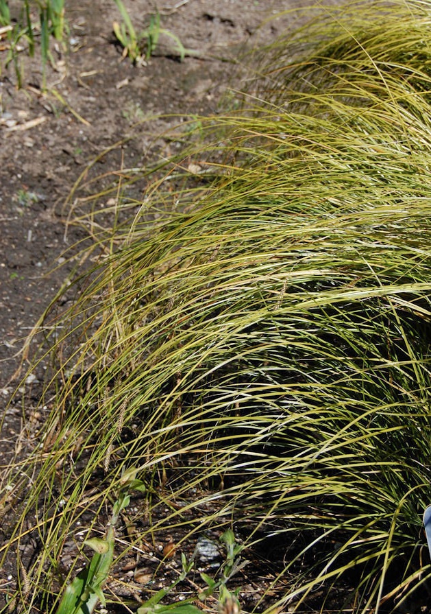 Weeping Brown Sedge Kiwi