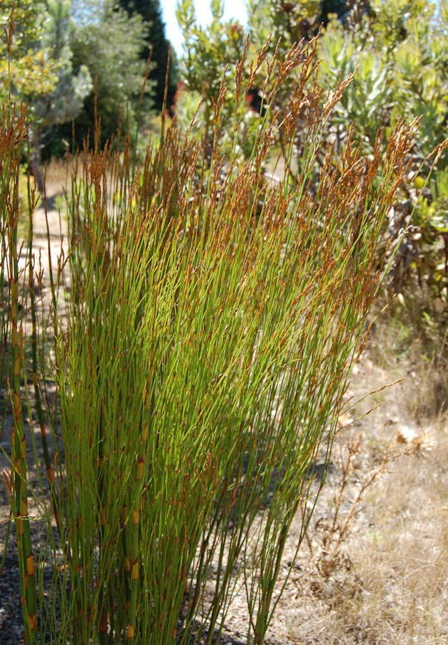 Restio Species, Cape Reed