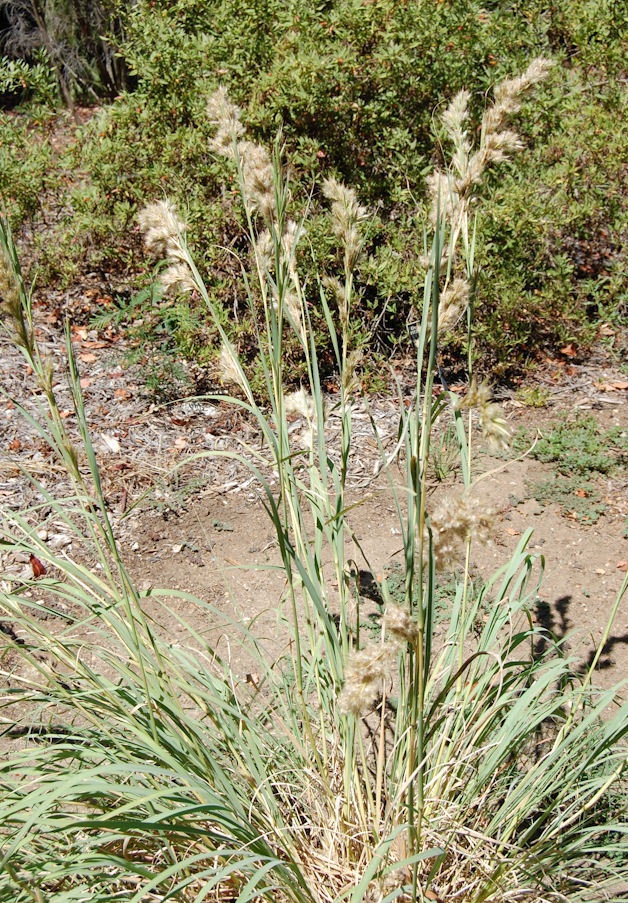 Cymbopogon