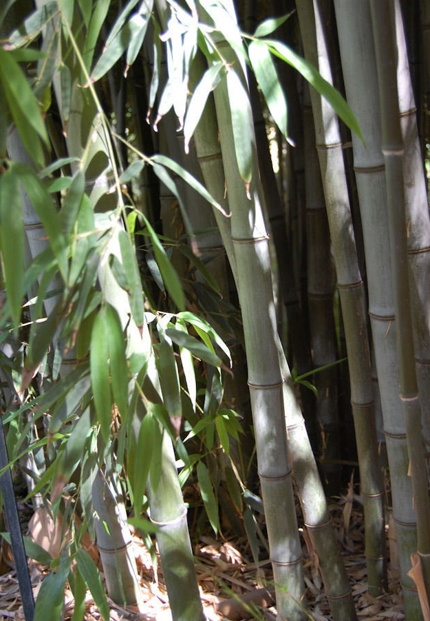 Phyllostachys Species, Henon Bamboo