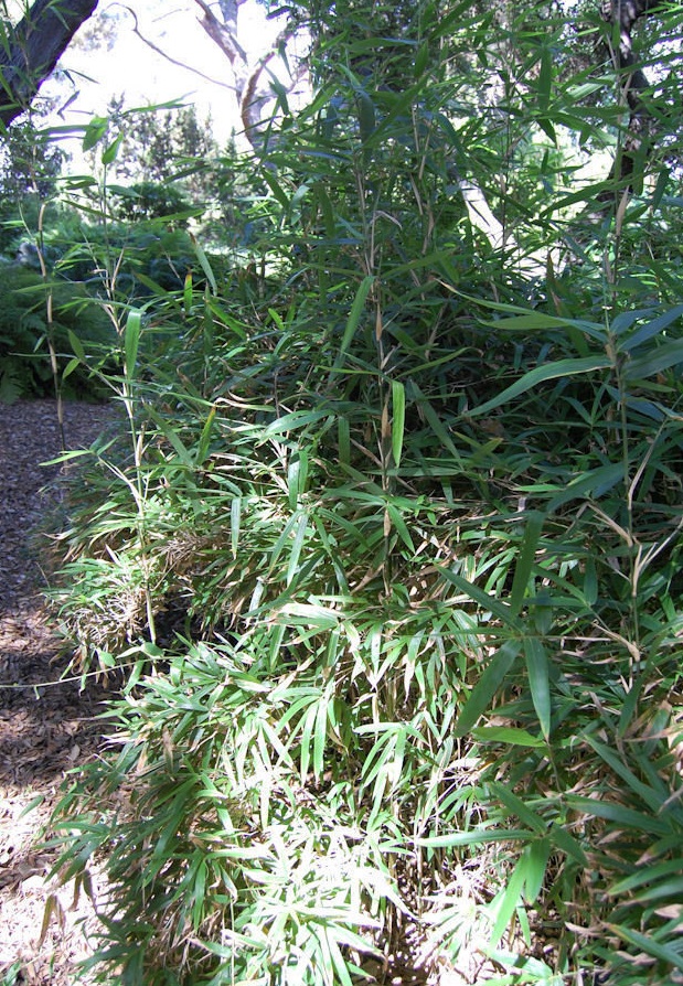 Gelidocalamus Species, Taiwan Arrow Bamboo