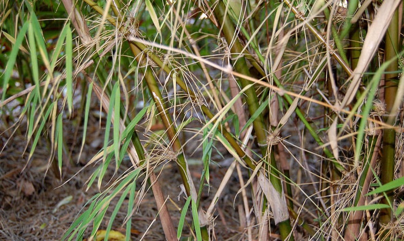 Chusquea, Circinata Bamboo Teague