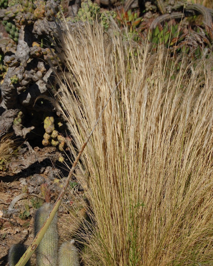 Stipa Species, Peruvian Feather Grass