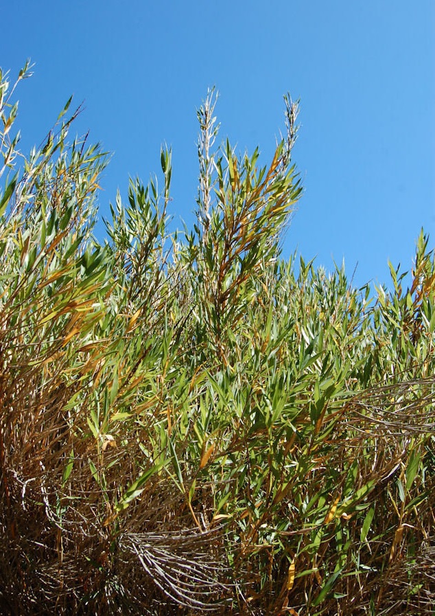 Chusquea Species, Carrizo