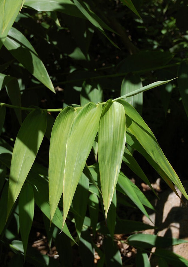 Zeugites