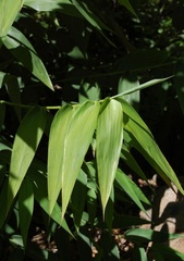 Zeugites