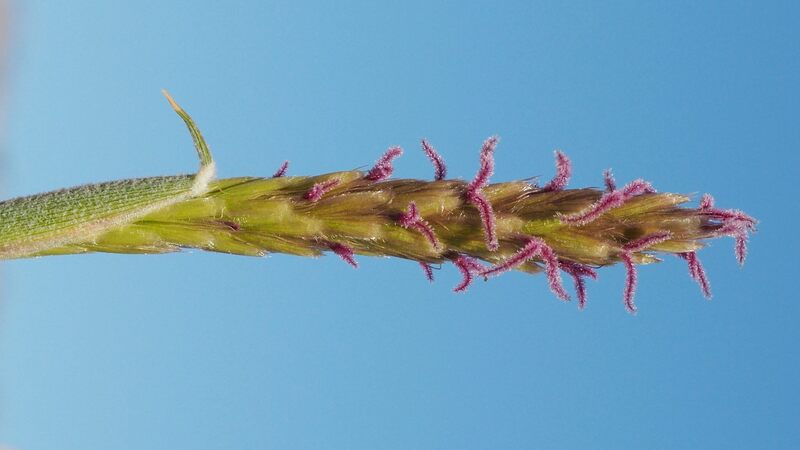 Hilaria Species, Big Galleta