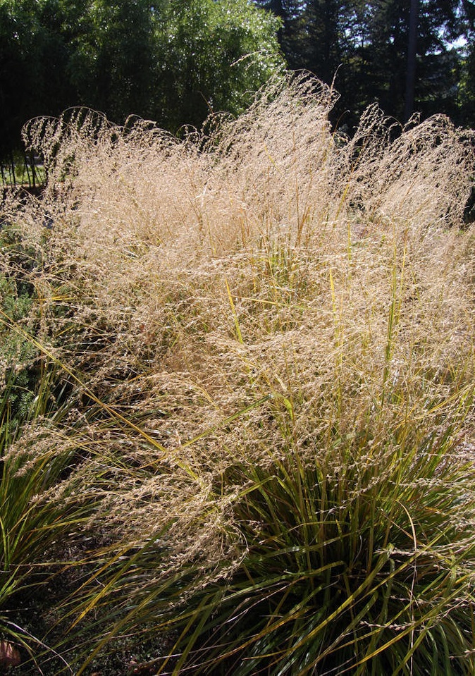 Chionochloa Species, Plumed Tussock Grass, Hunangamoho