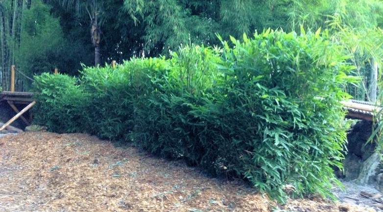 Bambusa Species, Dwarf Chinese Bamboo