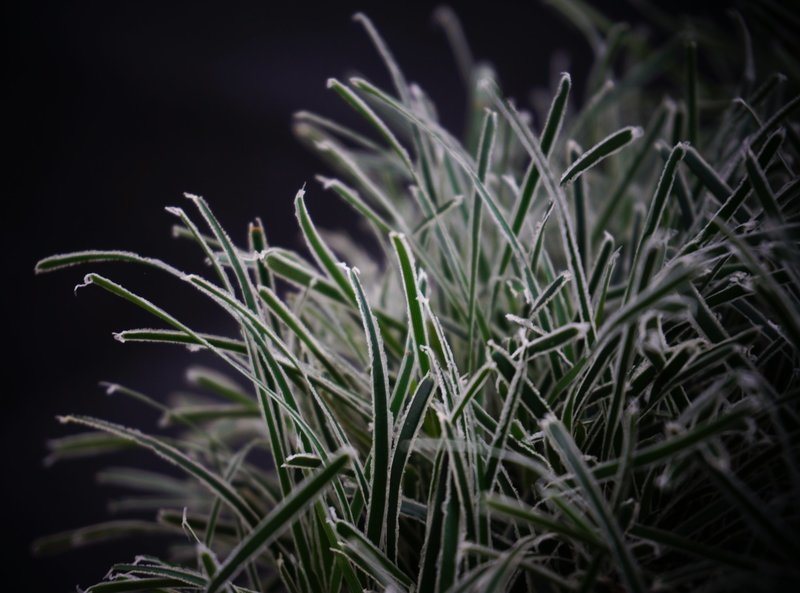 Ficinia Ice Crystal