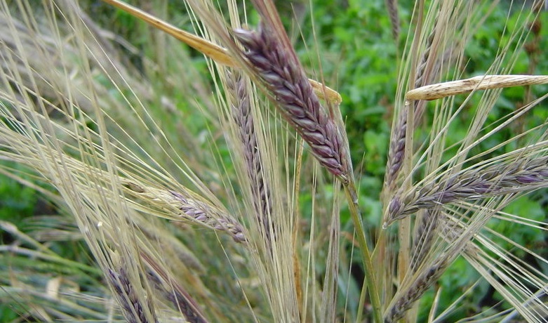 Barley Purple Hulless
