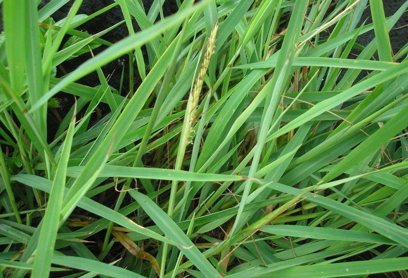 Hilo Grass, Hilo Murainagrass