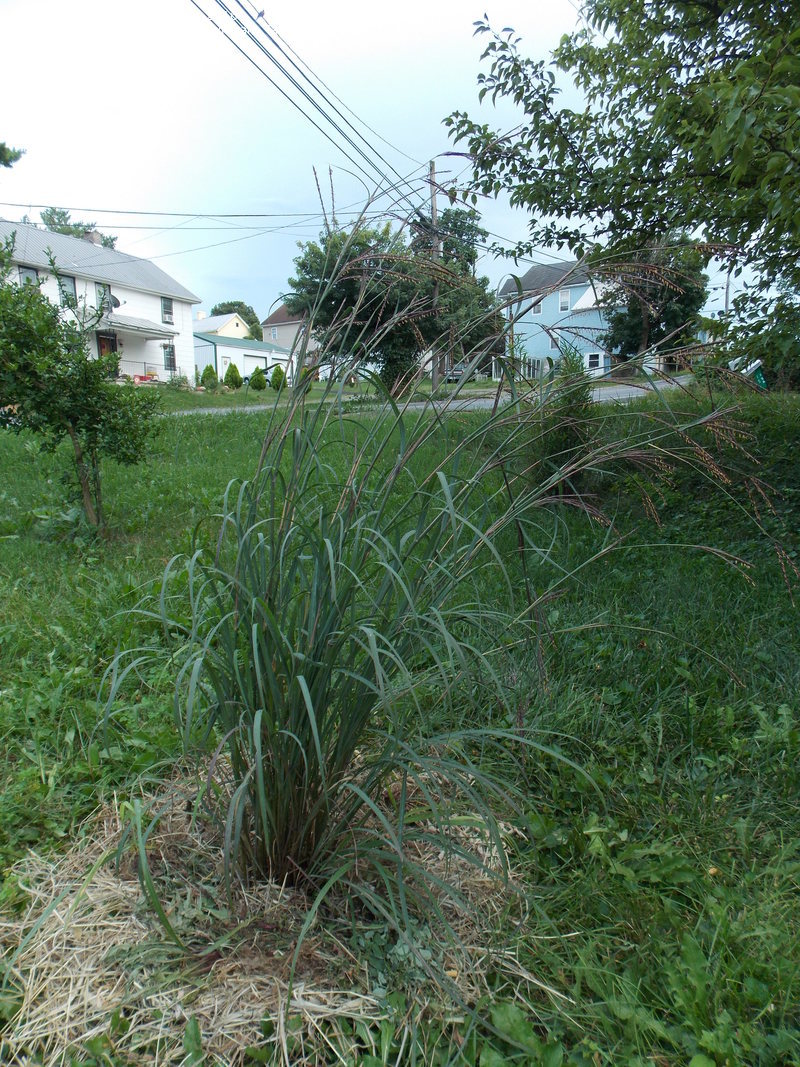 Big Bluestem, Turkeyfoot Rain Dance