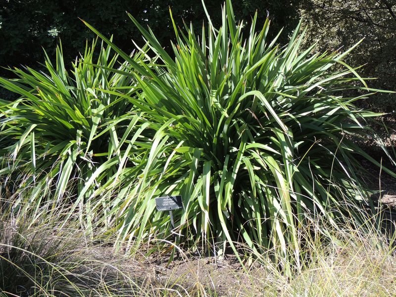 Phormium, Mountain Flax UCSC Dwarf
