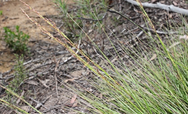 Gahnia Species, Slender Saw-Sedge