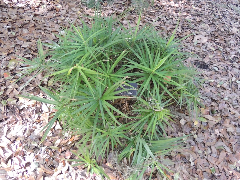 Carex, Palm Sedge