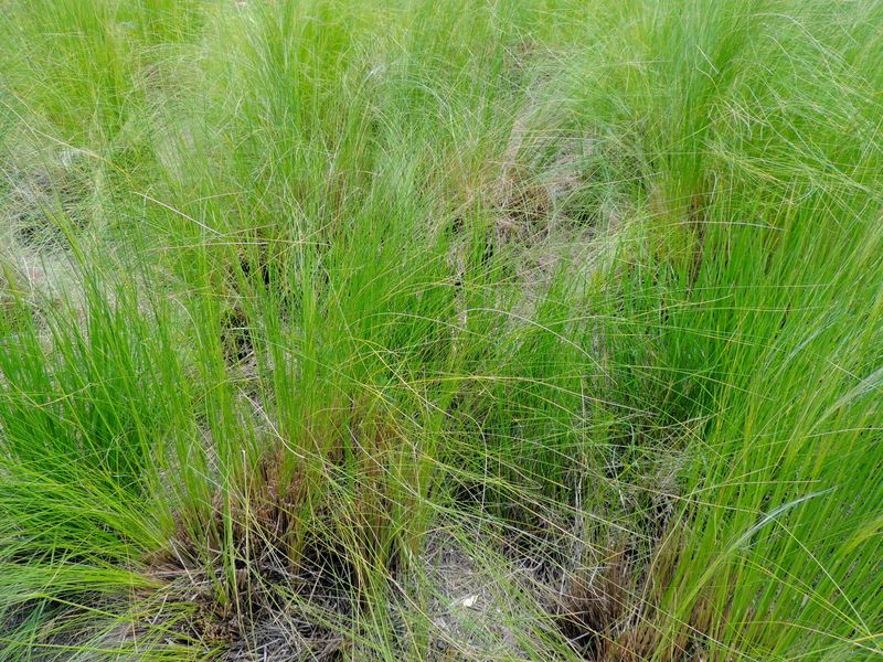 Stipa Species, South American Rice Grass