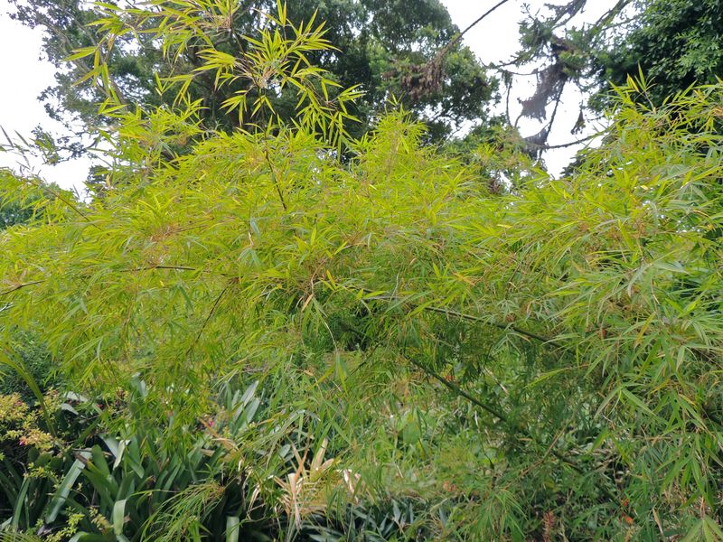 Chusquea Species, Mimosa Bamboo