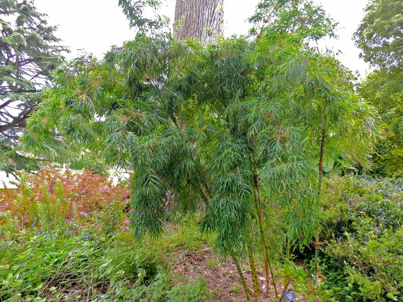 Chusquea Species, Sulcata Bamboo