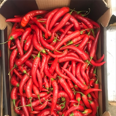Capsicum, Chile Pepper Hot Portugal