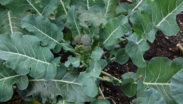 Broccoli Arcadia