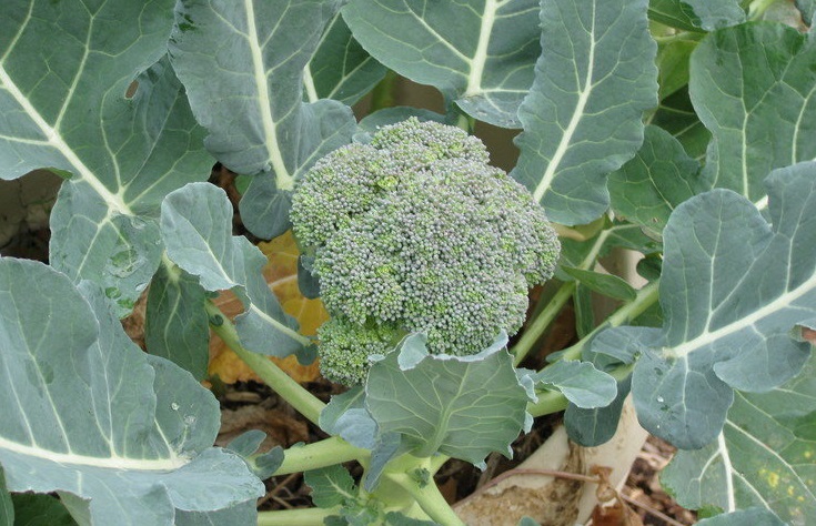 Brassica, Broccoli Green Magic