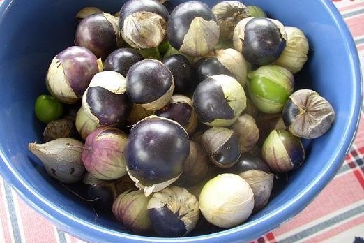 Tomatillo, Husk Tomato, Miltomate, Tomate de Fresadilla Purple